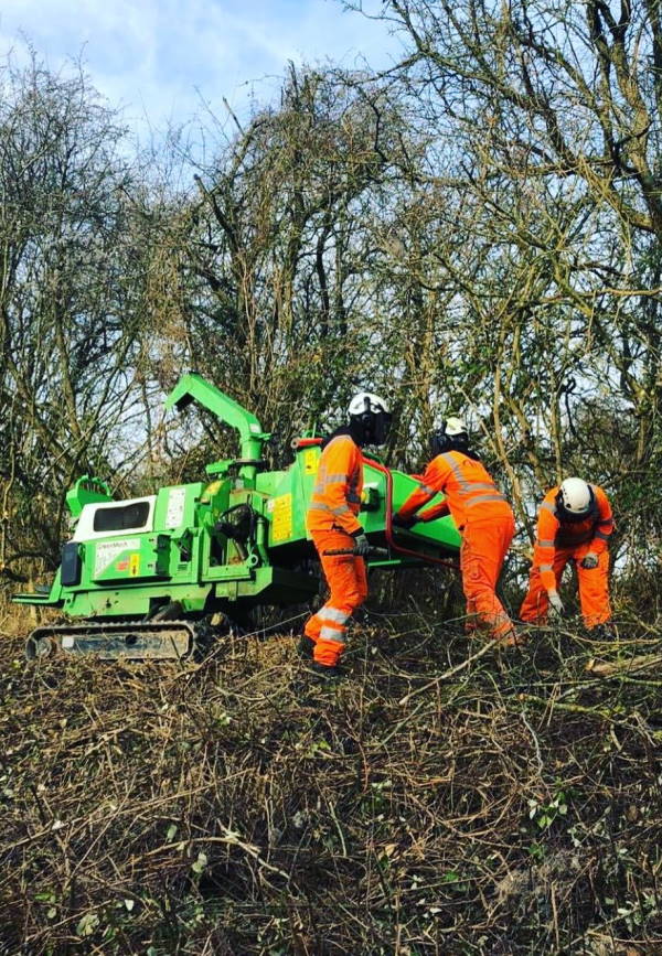 arborist